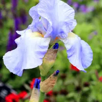 Iris Pallida