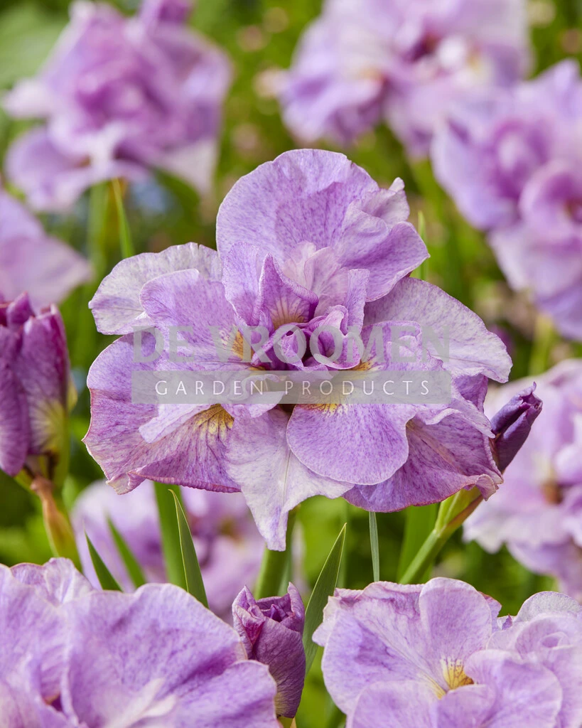 Iris Pink Parfait 25 pcs De Vroomen