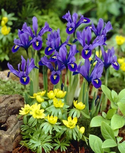 Iris Botanical Reticulata Harmony | 100 pce