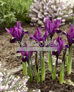 Iris Botanical Reticulata Purple Hill | 100 pce