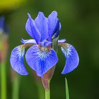 Iris Sibirica