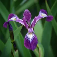 Iris Versicolor