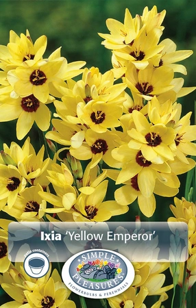 Ixia Yellow Emperor | Capper 25 x 30