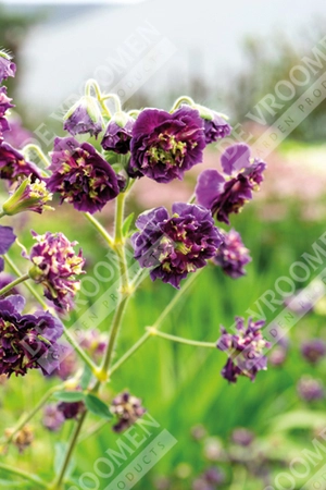 Geranium Joseph Green | 25 pcs