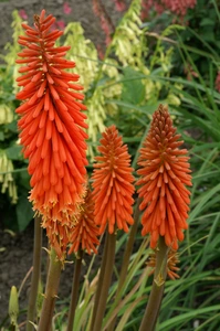 Kniphofia Alcazar | 25 pce