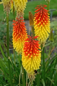 Kniphofia Royal Standard | 25 pce