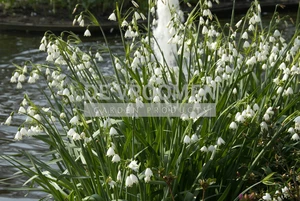 Leucojum Gravetye Giant | 25 pce