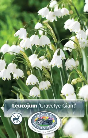 Leucojum Gravetye Giant (Spring Snowlflakes) | 50 pce - image 1