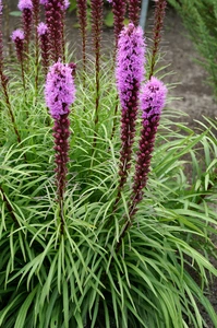 Liatris Spicata | 1000 pce