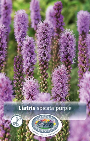 Liatris Spicata | Capper 15 x 10