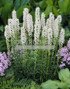 Liatris Spicata Alba | 1000 pce