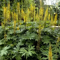 Ligularia