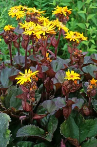 Ligularia BBQ Banana | 150 pce