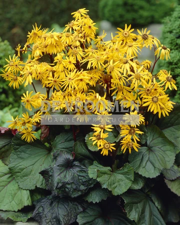 Ligularia Desdemona | 25 pce