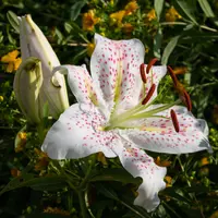 Lilium Asiatic