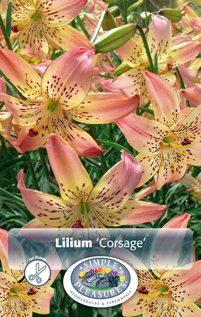 Lilium Tiger Corsage | Capper 15 x 3