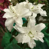 Lilies Double Asiatic