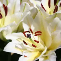 Lilium Double-Orientalis