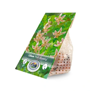 Lilium Martagon Pink Morning | Cappers 2 x 15 - image 2