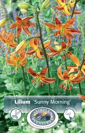 Lilium Martagon Sunny Morning | Cappers 2 x 15 - image 1