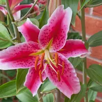 Lilium Oriental