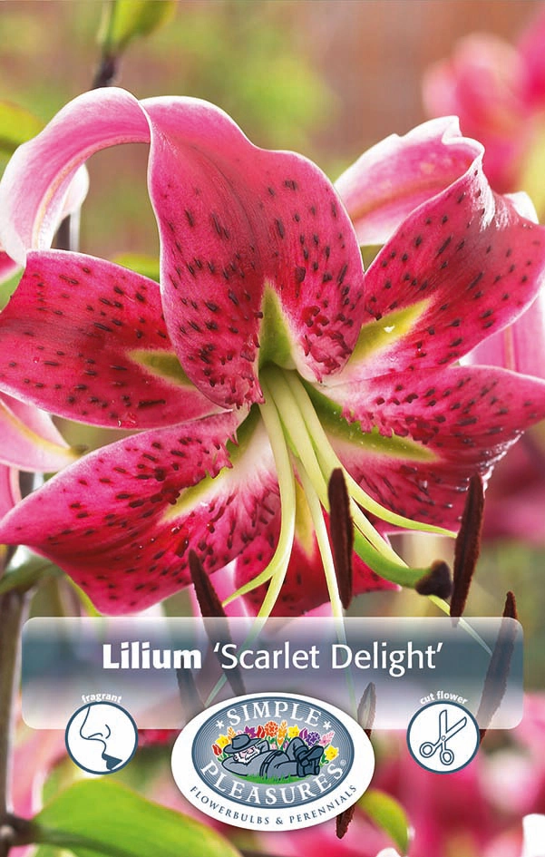 Lilium Tigrinum Scarlet Delight | Capper 15 x 2 - De Vroomen