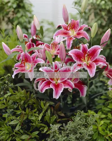 Lilium Star Gazer | 200 pcs
