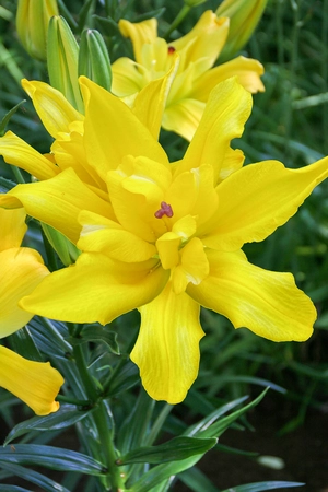 Lilium Tomos NEW | 400 pcs