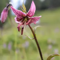 Liliums