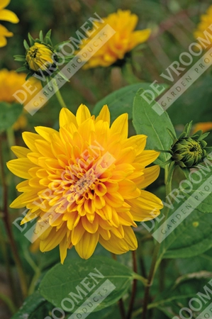 Helianthus Loddon Gold | 25 pce