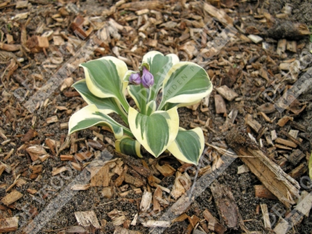 Hosta Mighty Mouse | 25 pce