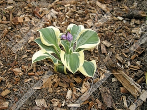 Hosta Mighty Mouse | 25 pce
