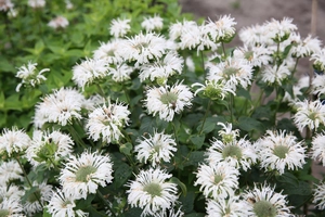 Monarda Bee Bright PBR | 25 pce