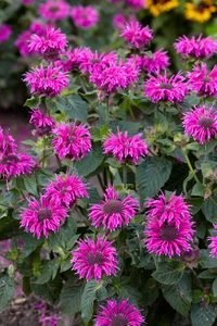 Monarda Bee Free PBR | 25 pce