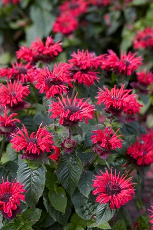 Monarda Bee Happy PBR | 250 pce