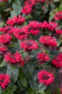 Monarda Bee Happy PBR | 25 pce