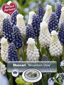 Muscari Blend Mountain Dew | Cappers 30 x 16