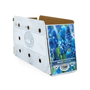 Muscari Dark Eyes | Cappers 10 x 15 - image 2