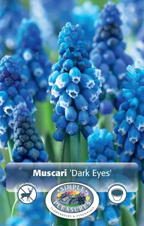 Muscari Dark Eyes | Cappers 10 x 15 - image 1