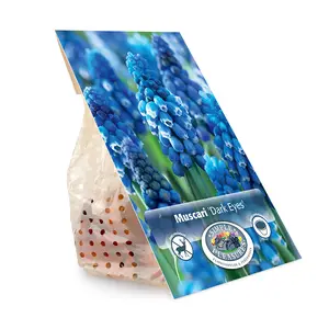 Muscari Dark Eyes | Cappers 10 x 15 - image 3