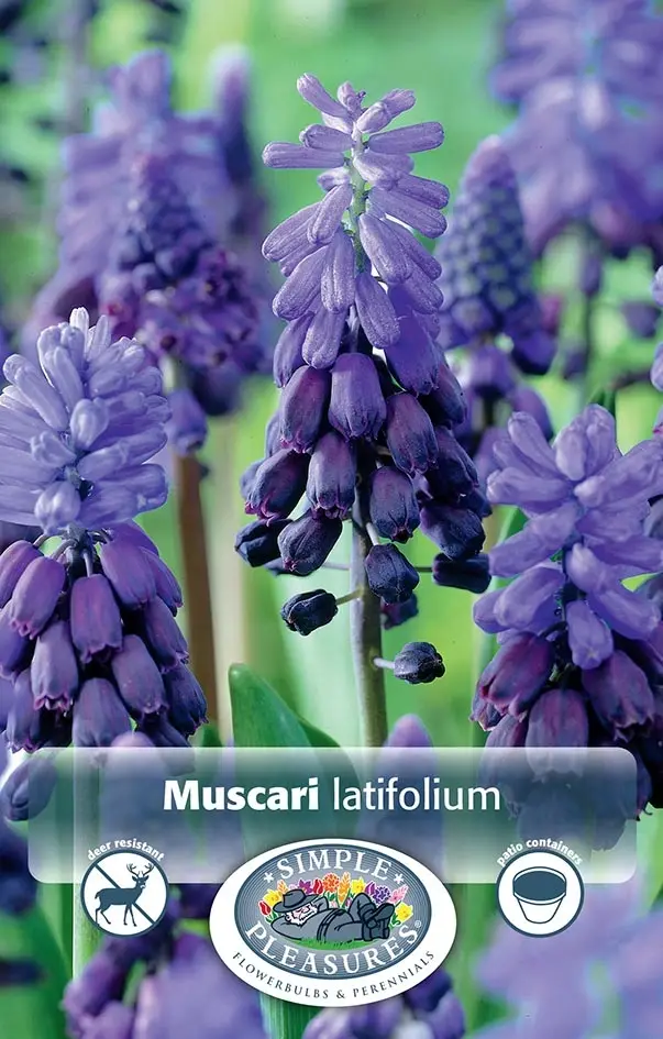 Muscari Latifolium | Capper 15 x 20 - De Vroomen