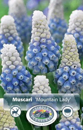 Muscari Mountain Lady | Cappers 10 x 15 - image 1