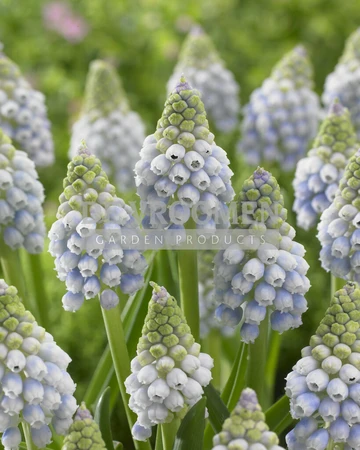 Muscari Aucheri Ocean Magic (®) | 100 pce