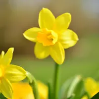 Daffodils (Narcissus)