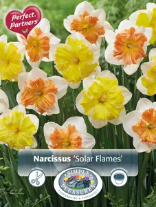 Narcissus Blend Solar Flames | Cappers 8 x 16