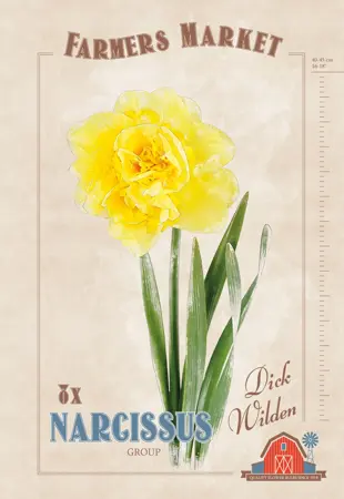 Narcissus Dick Wilden | Capper 20 x 8 - image 1