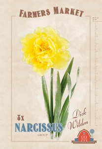 Narcissus Dick Wilden | Capper 20 x 8 - image 4