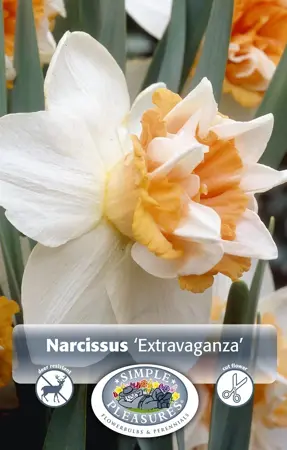 Narcissus Double Extravaganza | 60 pce - image 1