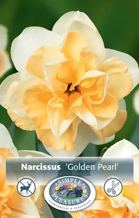 Narcissus Double Golden Pearl | 60 pce - image 1