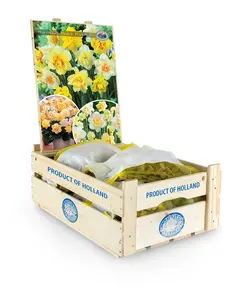 Narcissus Double Mixed | Bags 20 x 20 - image 2